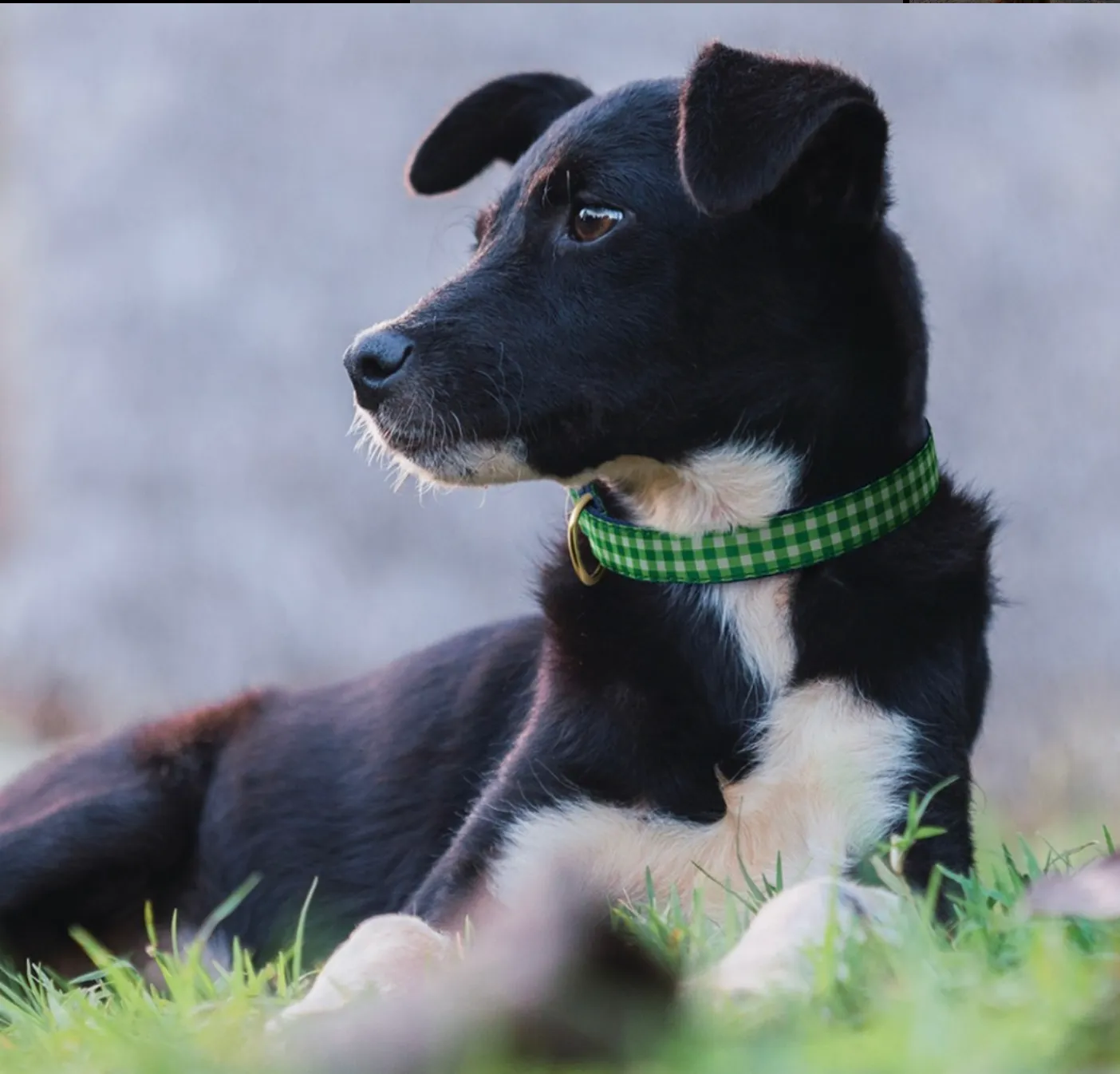 Collar | Lime Gingham