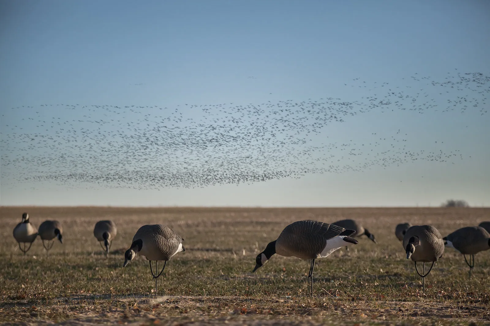 Pro Series Full Body Canada Goose Feeders